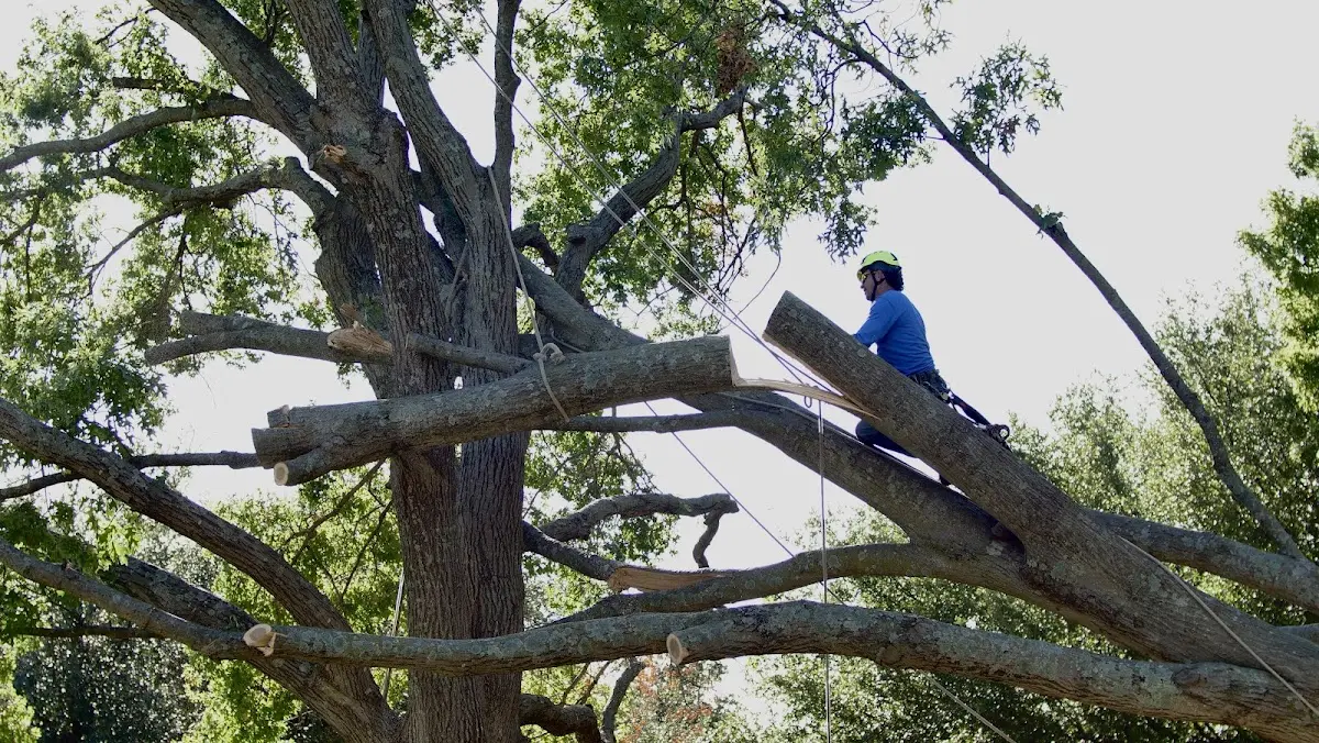 Professional Hazardous Tree Removal performed by certified arborists in Lakeshore