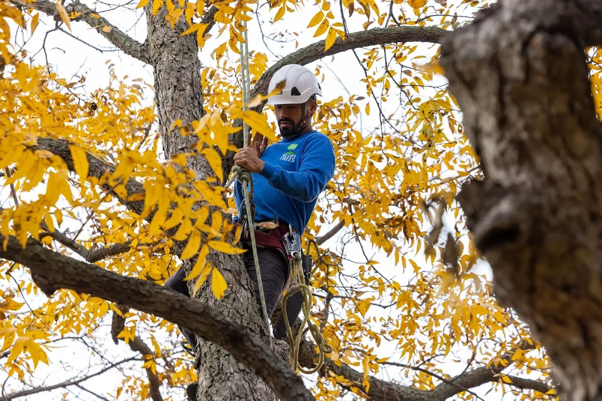Skilled Tree Trimming crew working in Lakeshore
