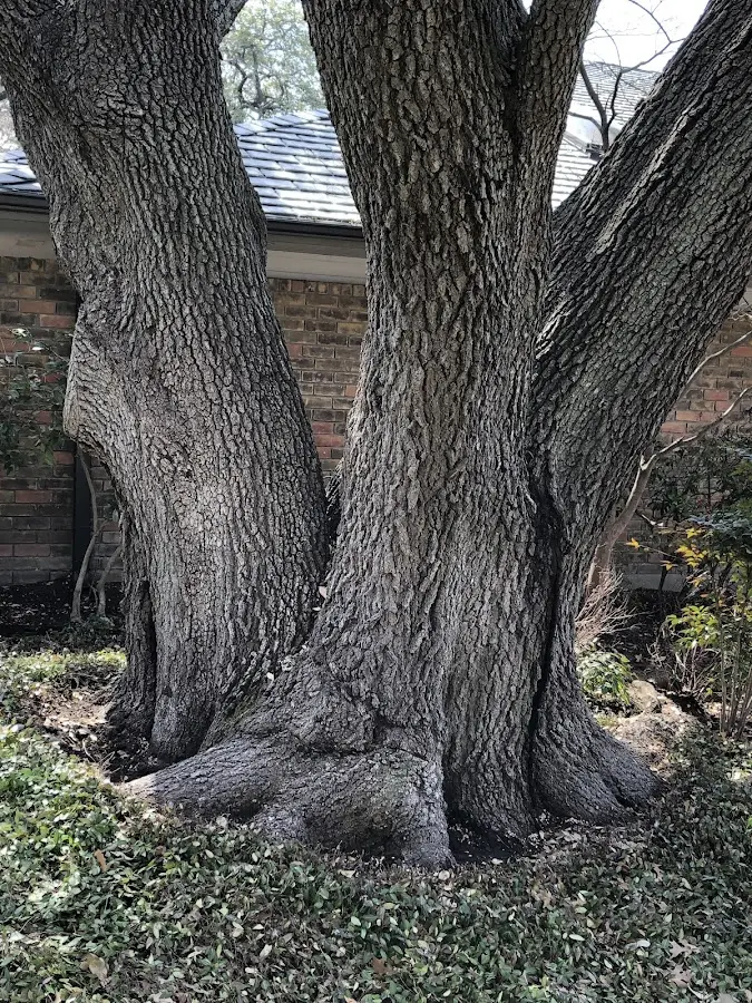 Mature heritage tree close to a Lakeshore property cared for by certified arborists